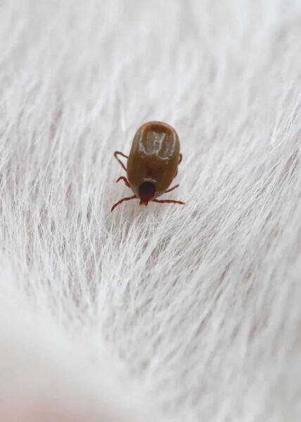 Surge Pest Control